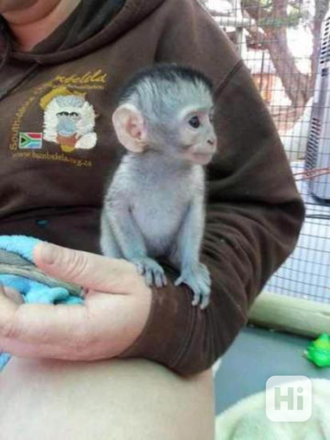 Nabízíme k prodeji samičku kapucínské opice - foto 1