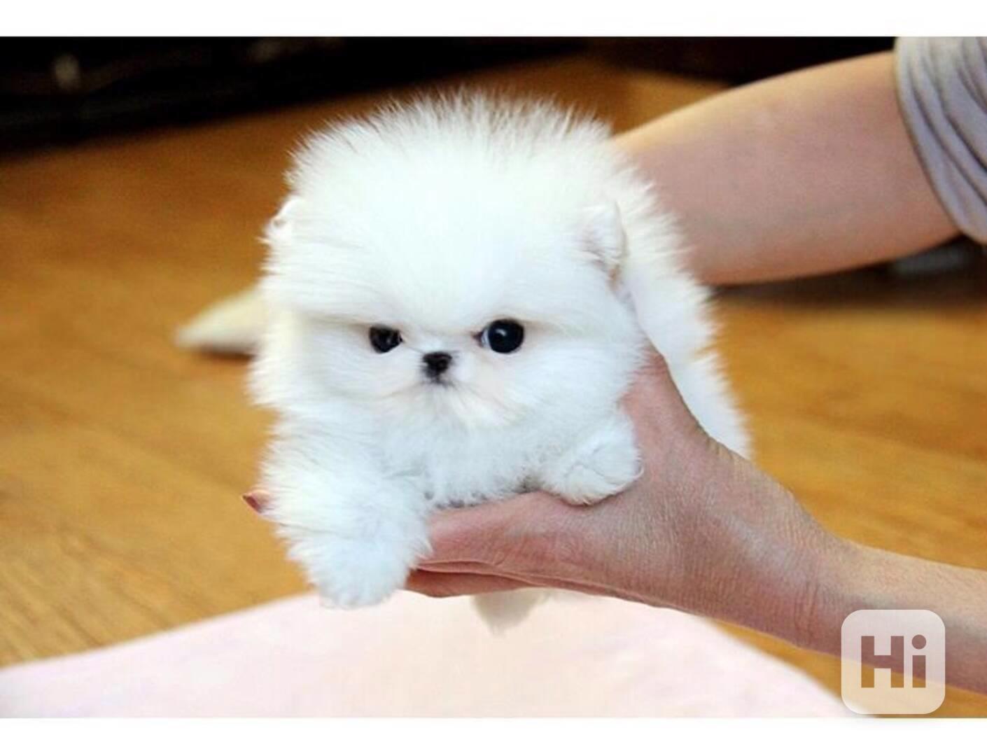 Krásné štěně pomeraniana k dispozici - foto 1