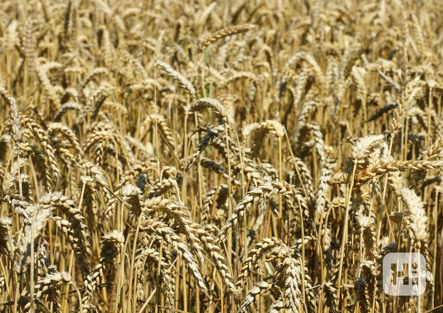 Prodej pšenice - foto 1