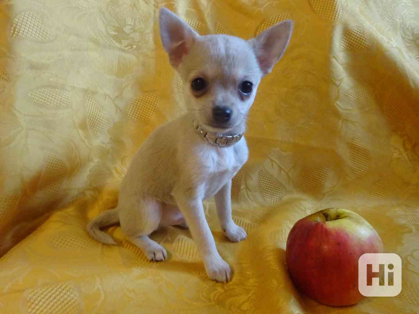 Nabízím štěňátko  čivava bez PP, krátkosrstý pejsek.  - foto 1