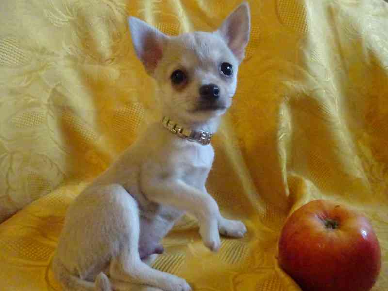 Nabízím štěňátko  čivava bez PP, krátkosrstý pejsek.  - foto 4