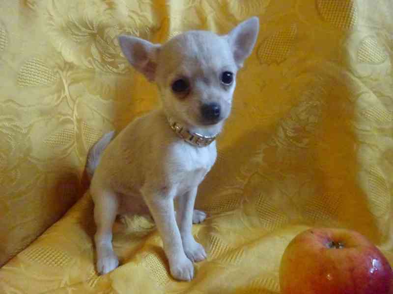 Nabízím štěňátko  čivava bez PP, krátkosrstý pejsek.  - foto 6