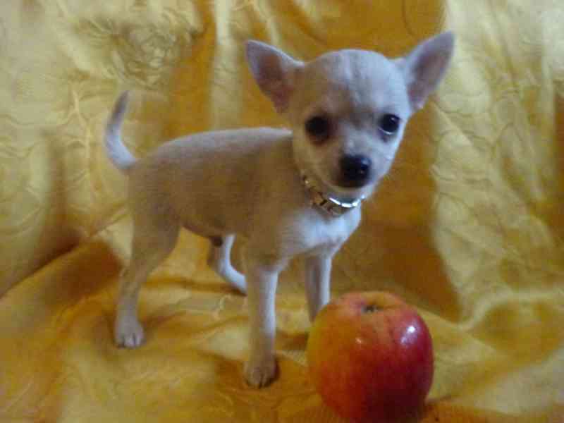 Nabízím štěňátko  čivava bez PP, krátkosrstý pejsek.  - foto 5