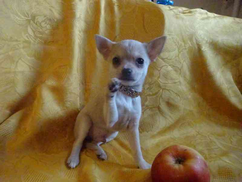 Nabízím štěňátko  čivava bez PP, krátkosrstý pejsek.  - foto 3