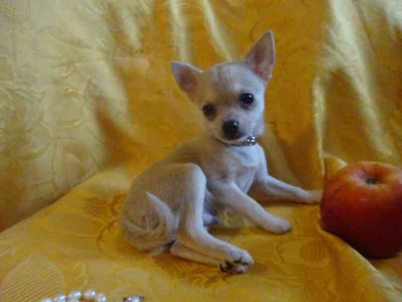 Nabízím štěňátko  čivava bez PP, krátkosrstý pejsek.  - foto 7