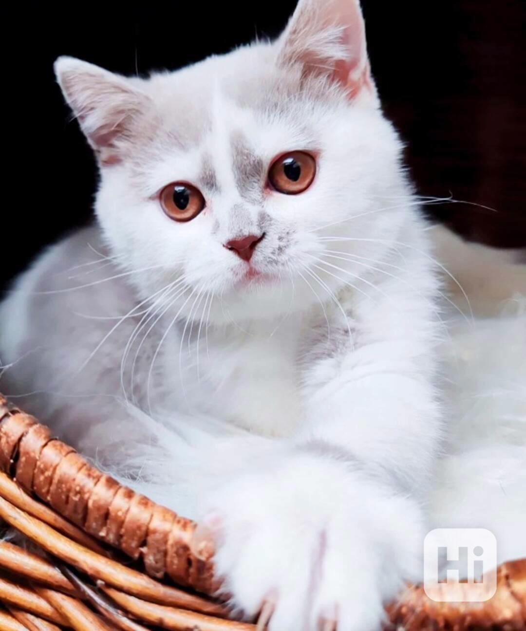 Britský kocourek a kočička k rezervaci - foto 1