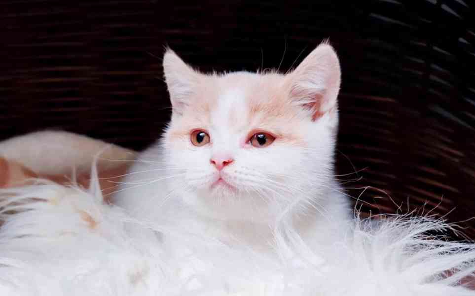 Britský kocourek a kočička k rezervaci - foto 2