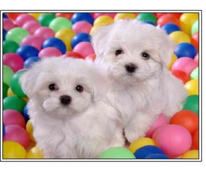 štěňátka maltézáka a fenky k adopci zdarma - foto 1