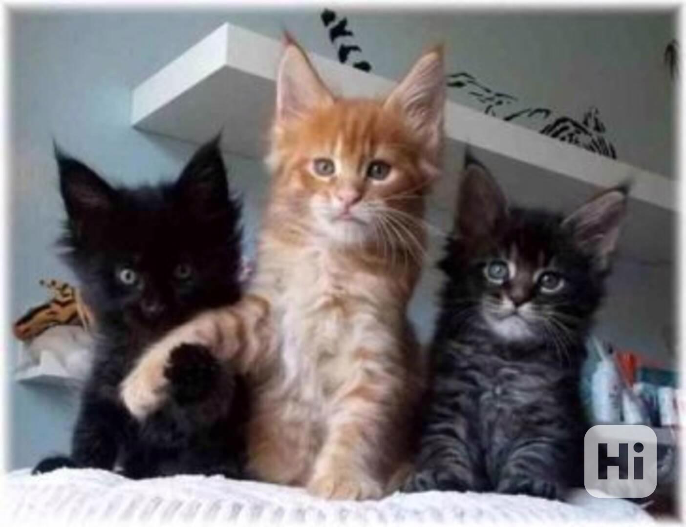 Dvě Mainská mývalí Koťata - foto 1