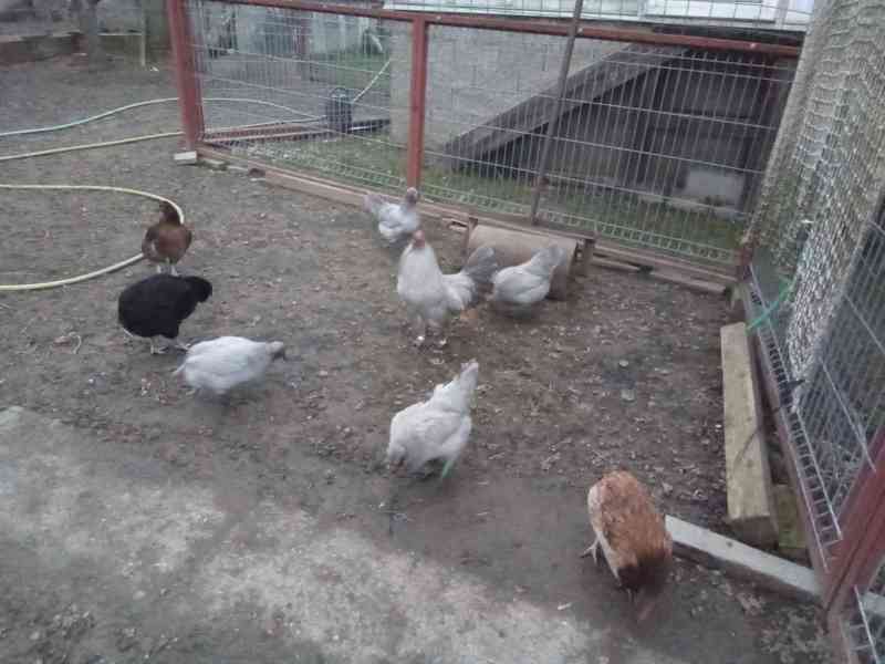 Araukan Levandulové  - foto 2