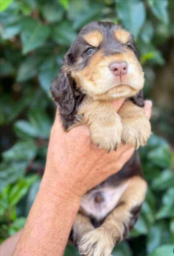 8 krásných štěňat kokršpaněla z výstavy kc reg na prodej - foto 5