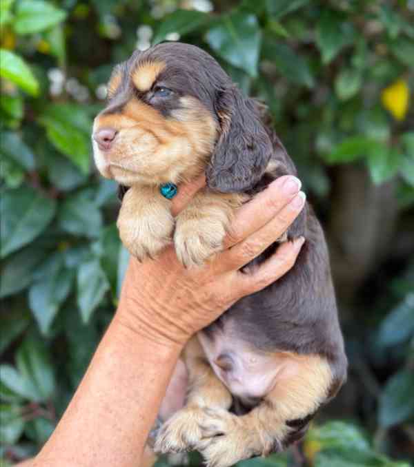8 krásných štěňat kokršpaněla z výstavy kc reg na prodej - foto 3