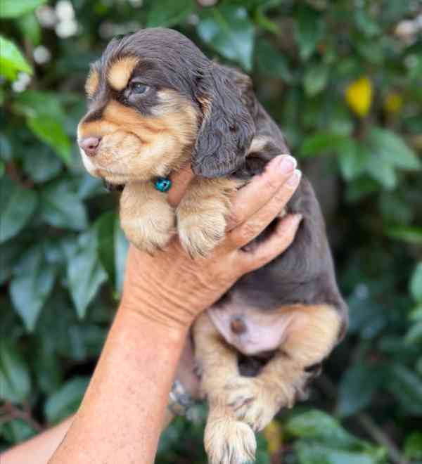8 krásných štěňat kokršpaněla z výstavy kc reg na prodej - foto 4