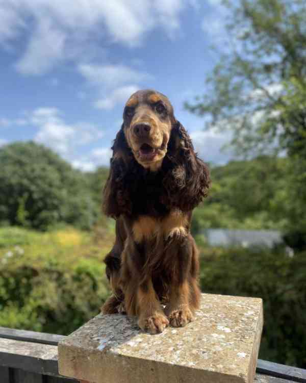 8 krásných štěňat kokršpaněla z výstavy kc reg na prodej - foto 2