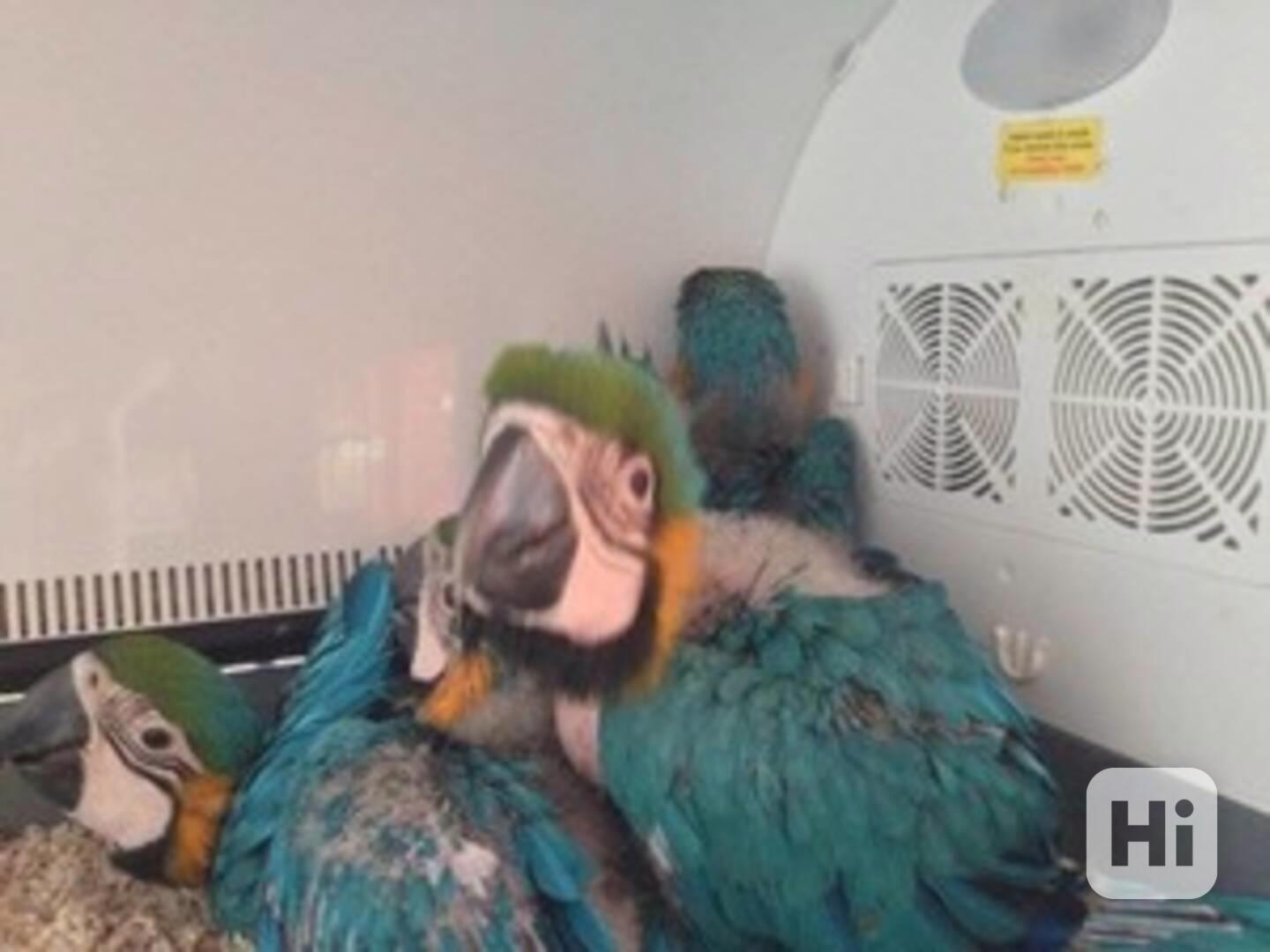 Prodej papouščích ptáků a papouščích vajec - foto 1