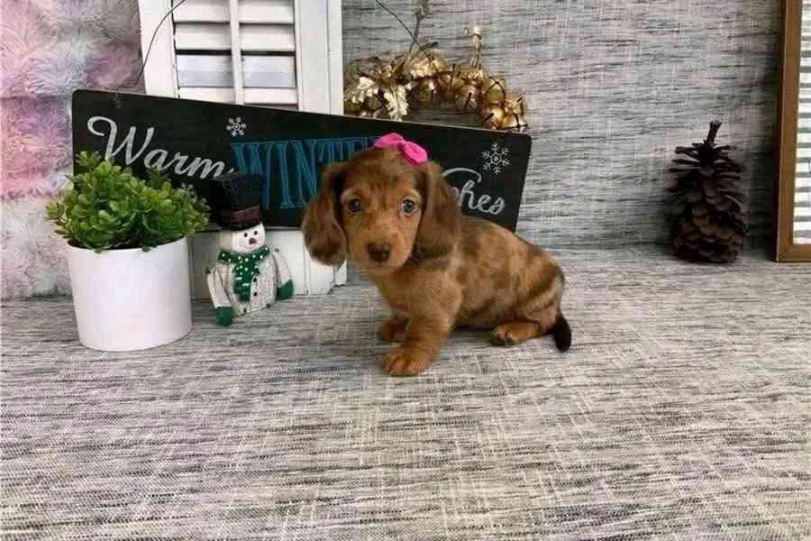 Krásná štěňata jezevčíka právě oslavila 12. týden a jsou nyn - foto 1