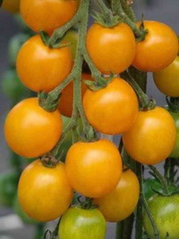 semena rajče Goldkrone