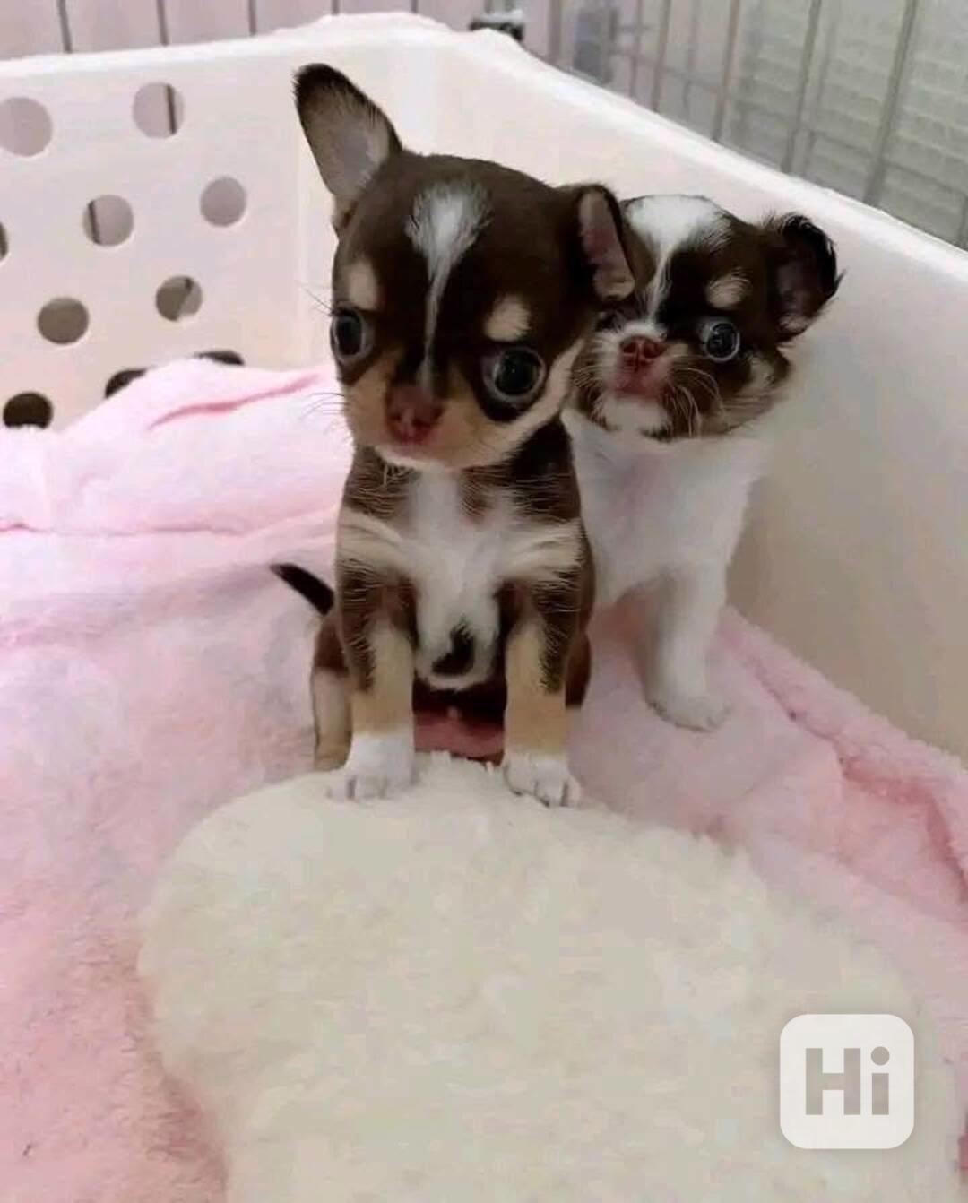 Štěňata čivavy - foto 1