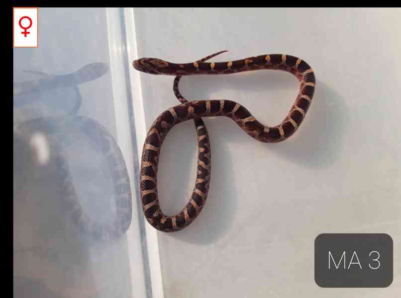 Mláďata Pantherophis guttatus - foto 2