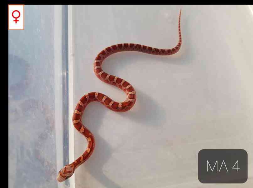 Mláďata Pantherophis guttatus - foto 3