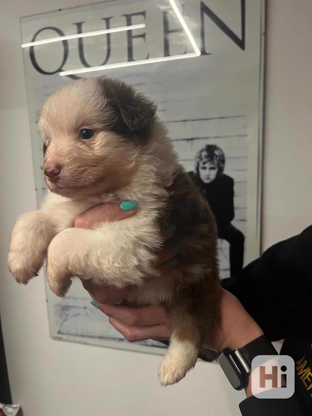 Australsky ovcak - foto 1