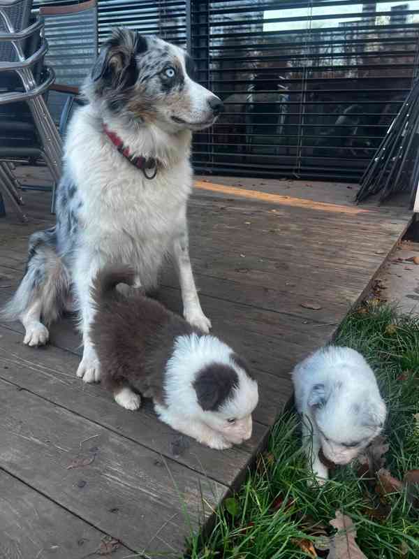 Australsky ovcak - foto 2