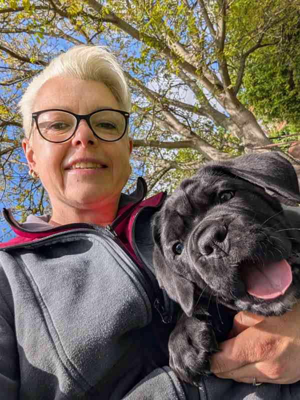 Cane Corso  - foto 9