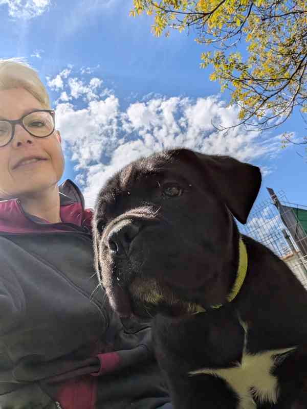 Cane Corso  - foto 8