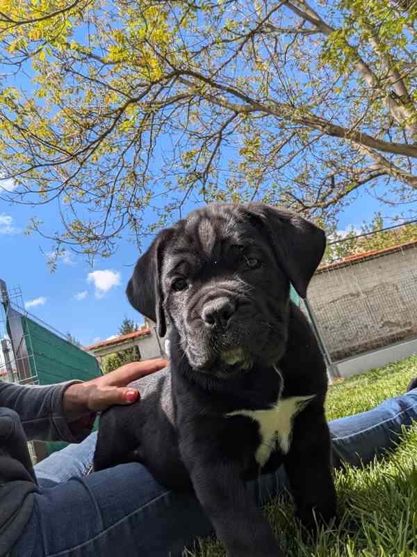 Cane Corso  - foto 6