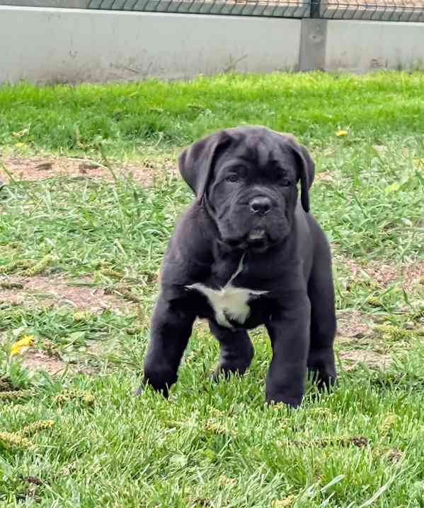 Cane Corso  - foto 7