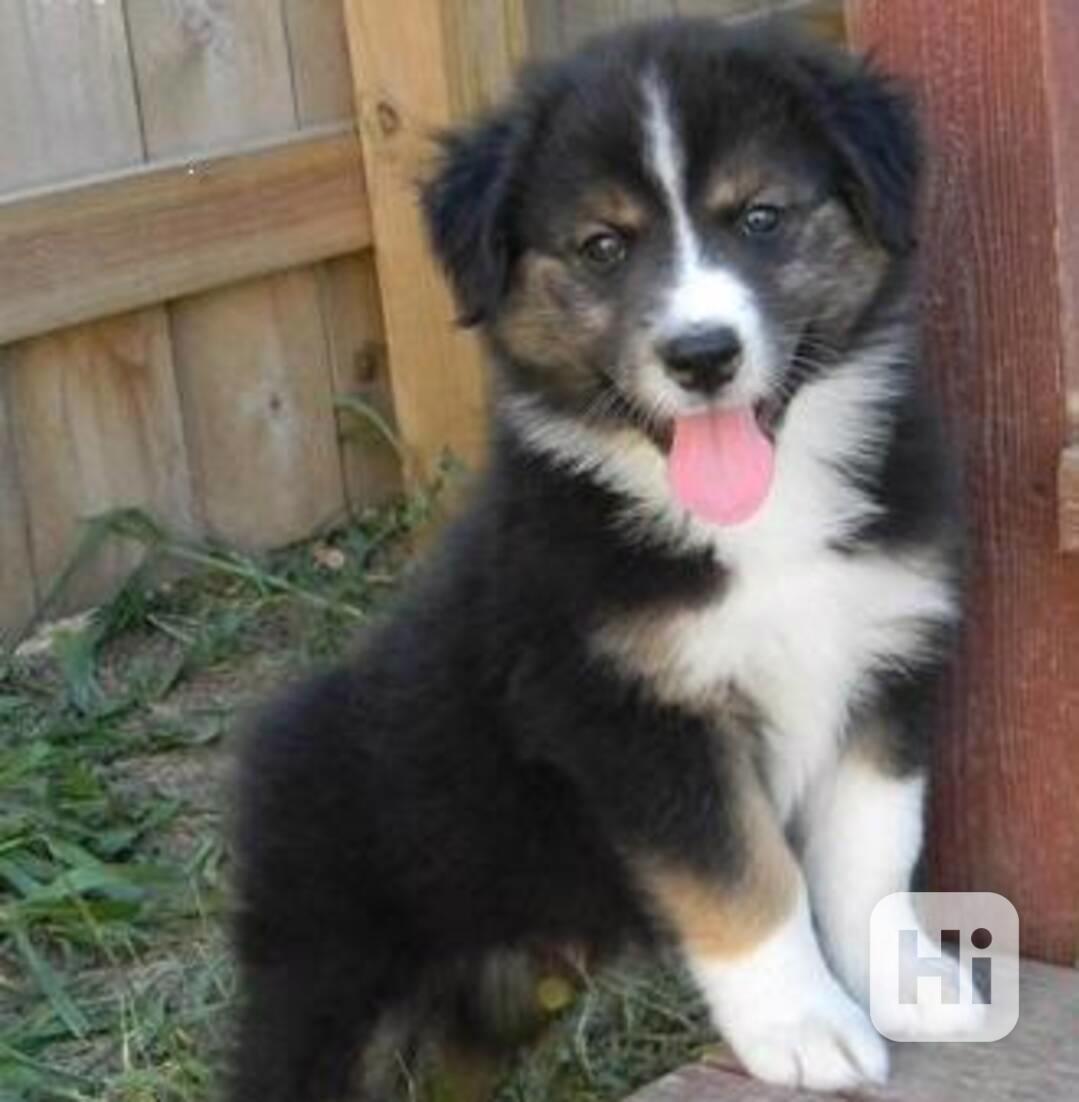 Australský ovčák - Wolumla - foto 1