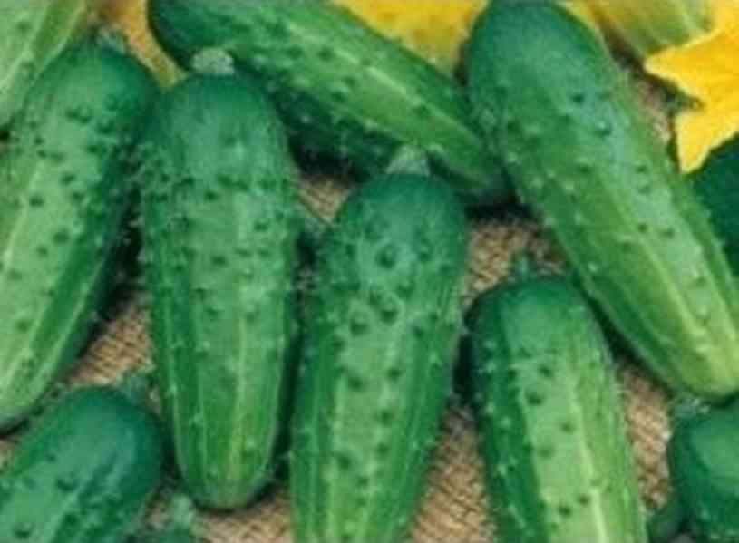 Okurka nakládačka Regina F1 - semena - foto 1