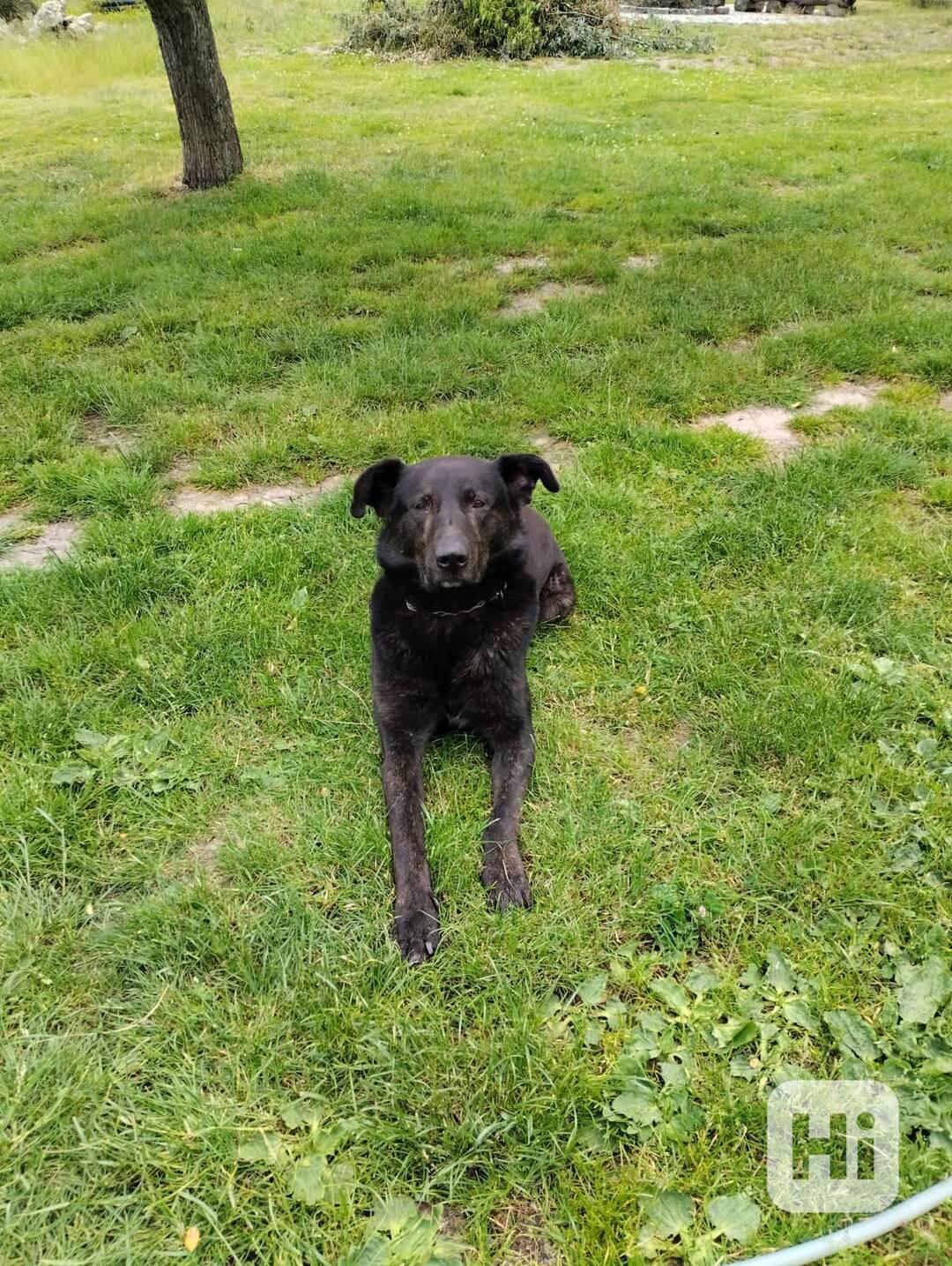 Pes ke krytí - foto 1