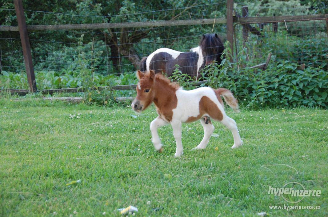 Minishetland - foto 1