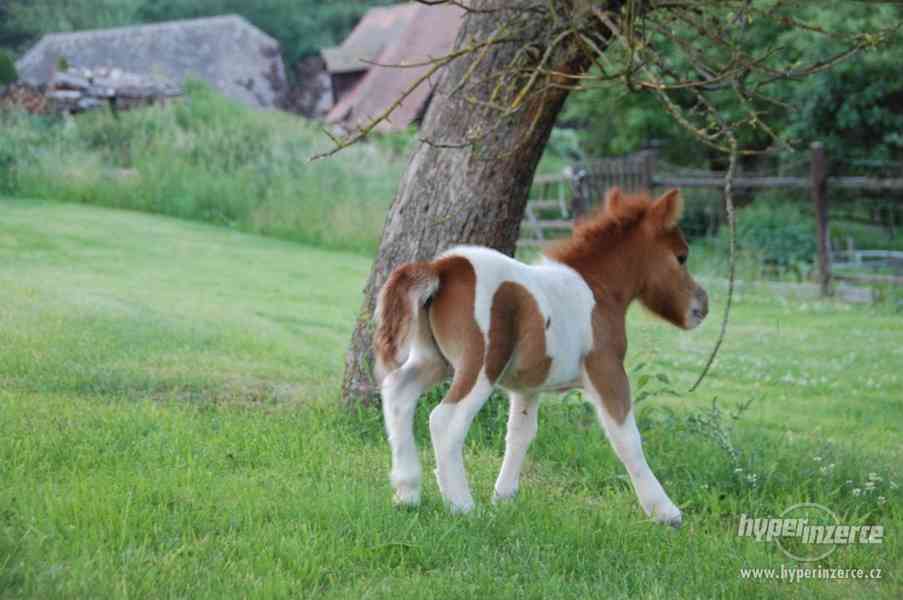 Minishetland - foto 2