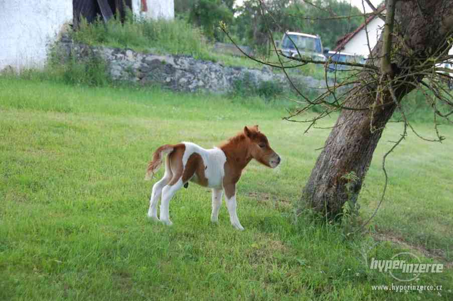 Minishetland - foto 3