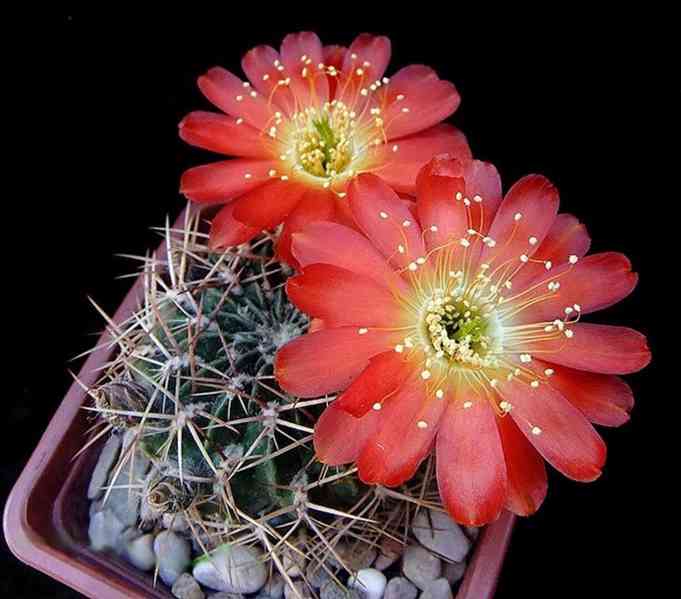 semena kaktusu Lobivia acanthoplegma