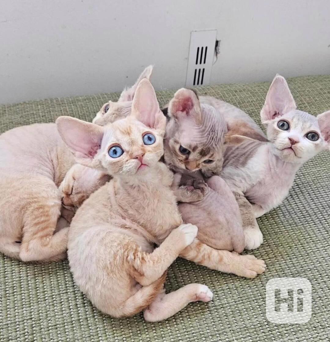 🐾Rozkošná koťátka Devon Rex 🐾 - foto 1