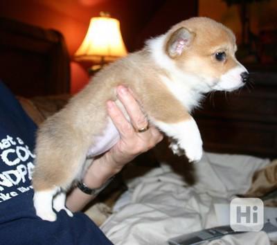 Krásná štěňata velšského corgi pembroke super Těmto štěňatům - foto 1
