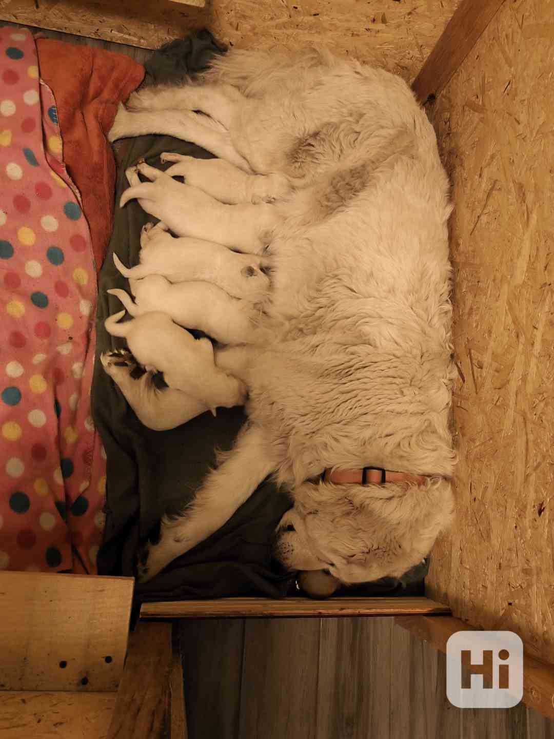 Slovenský čuvač  - foto 1