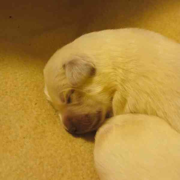 Slovenský čuvač  - foto 6