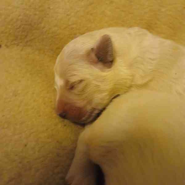 Slovenský čuvač  - foto 8