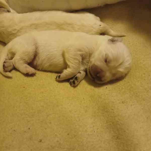 Slovenský čuvač  - foto 4