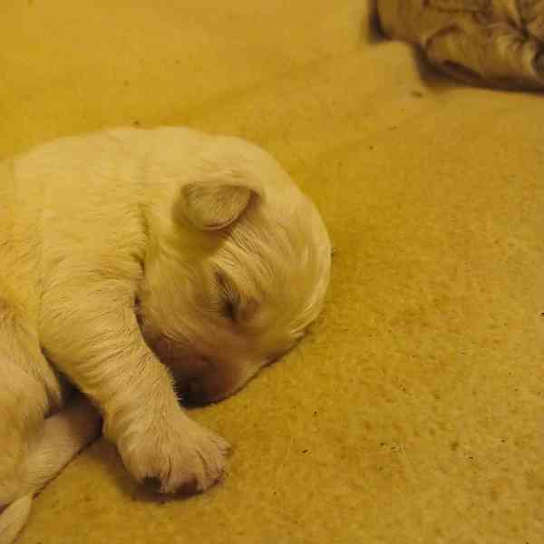 Slovenský čuvač  - foto 5