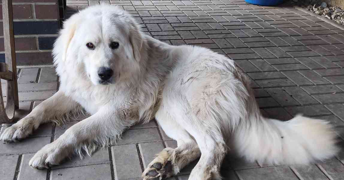 Slovenský čuvač  - foto 2