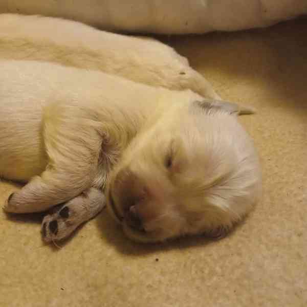 Slovenský čuvač  - foto 9