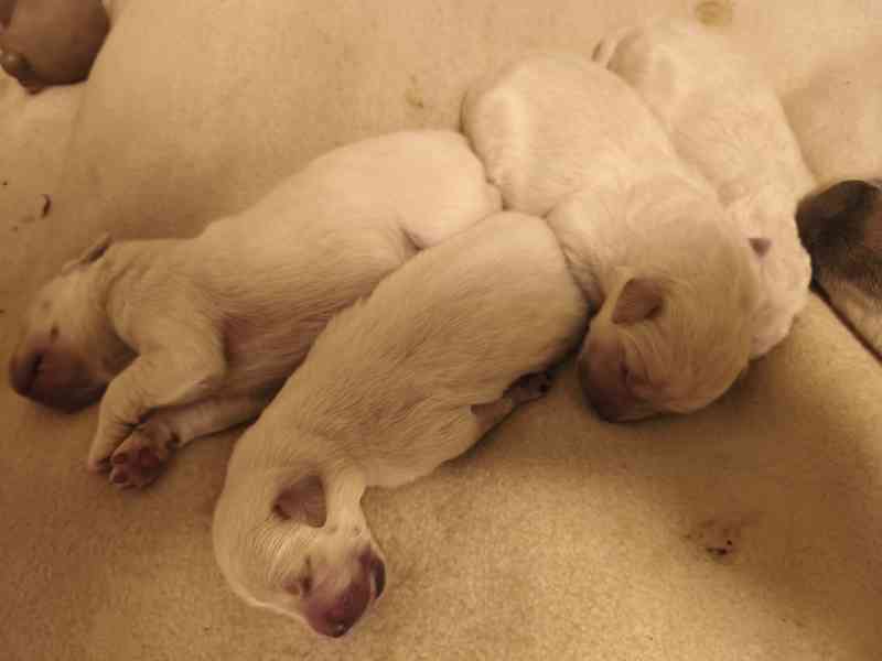 Slovenský čuvač  - foto 10