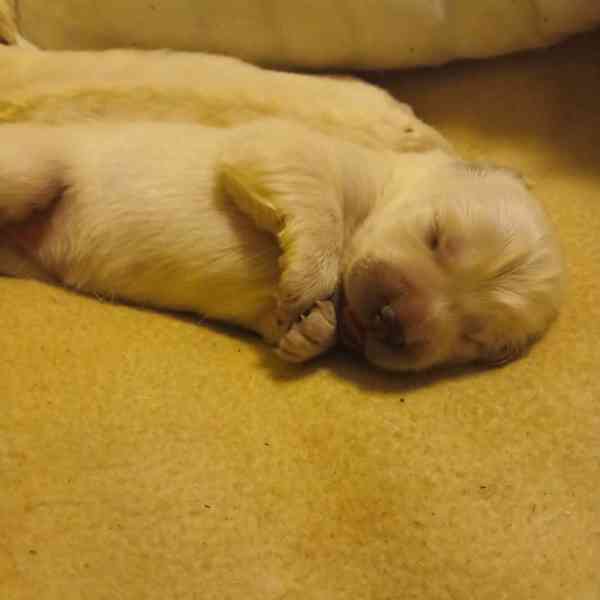 Slovenský čuvač  - foto 7