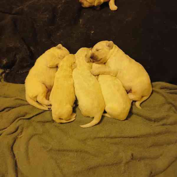 Slovenský čuvač  - foto 3