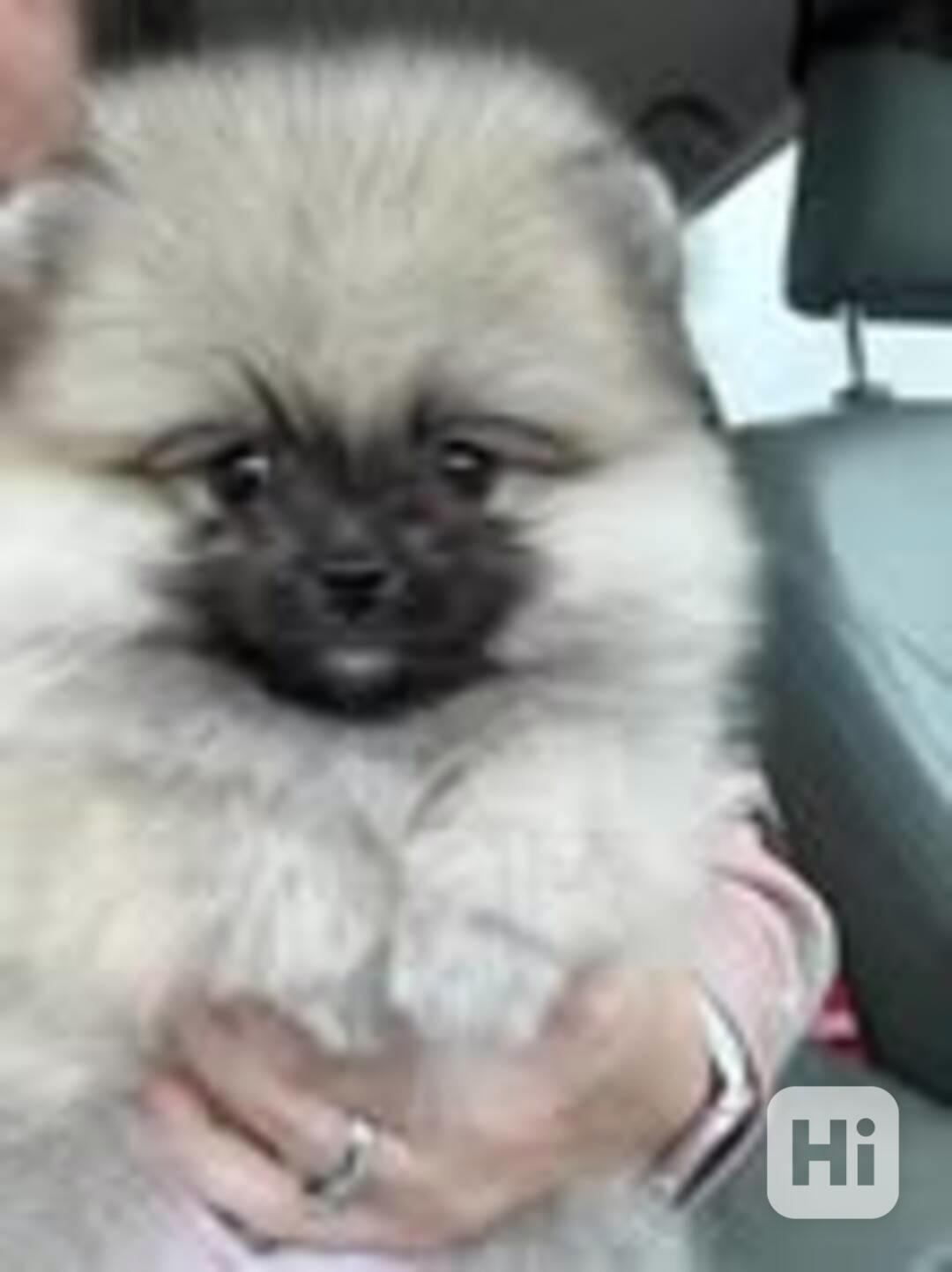 Čistokrevný pomeranian - foto 1